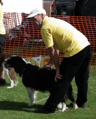 flyball